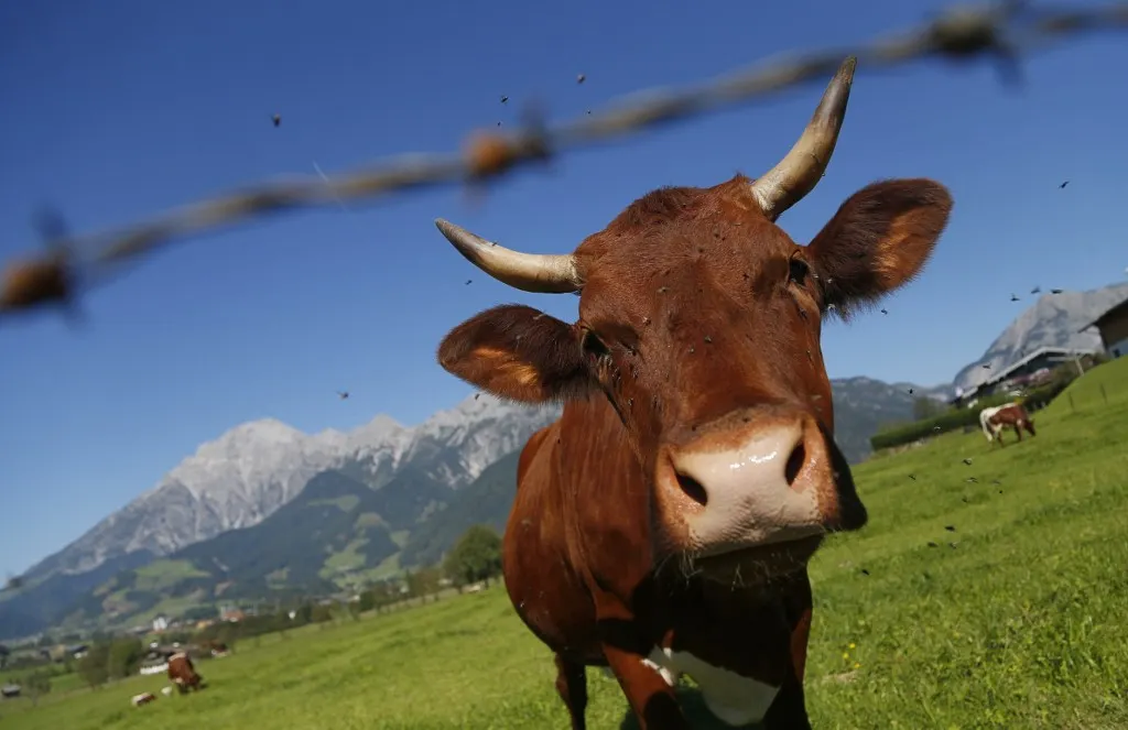 Hiker dies after being trampled by cows in Austrian Alps