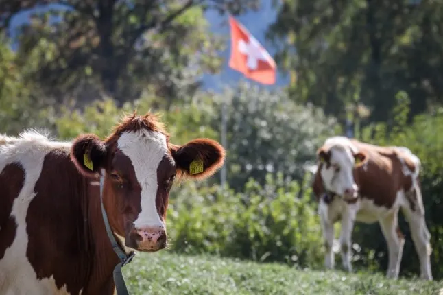 EXPLAINED: Why are cows so sacred in Switzerland?