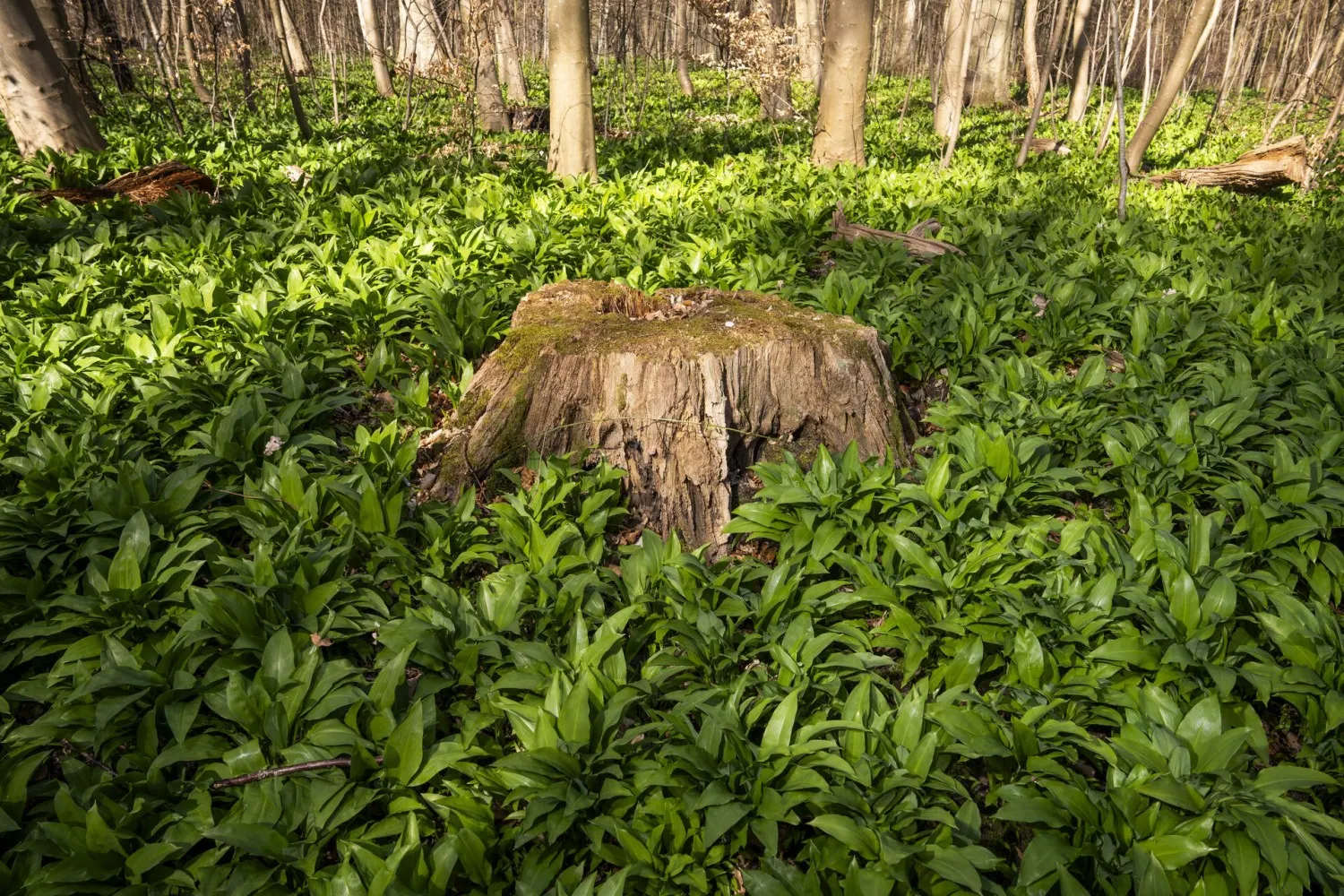 The three tasty treats that make spring in Denmark a forager's dream