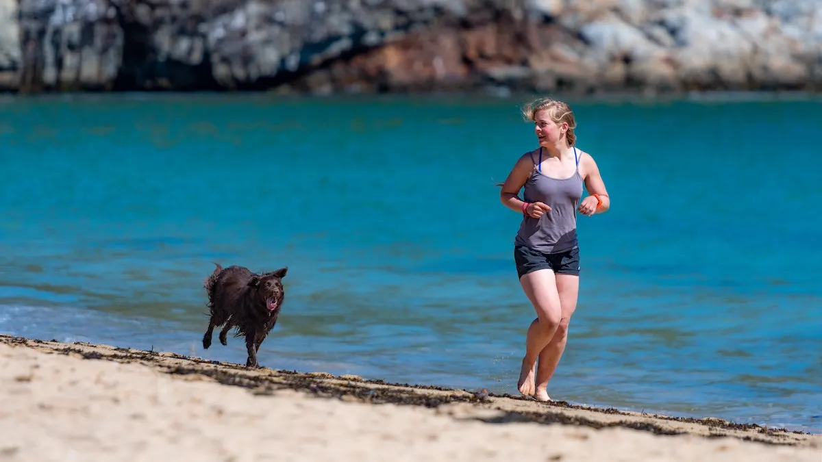 What are the rules on taking your pets on holiday in Spain?