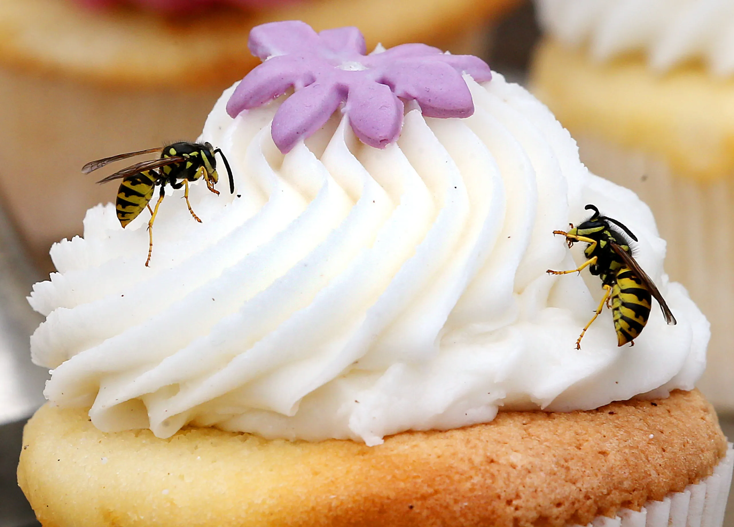 Heatwave in Germany: How to deal with wasps, fruit flies and mosquitos