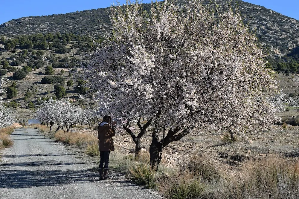 In pictures: The best places to see spring blossom in Spain