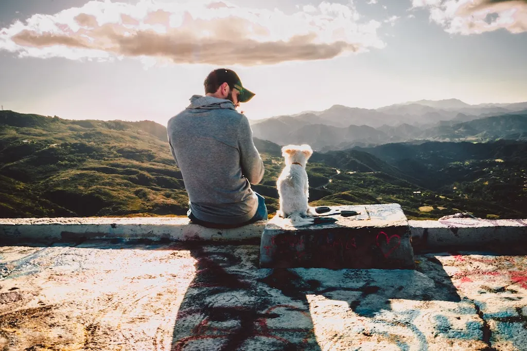 EXPLAINED: The rules for moving to Spain with your pet