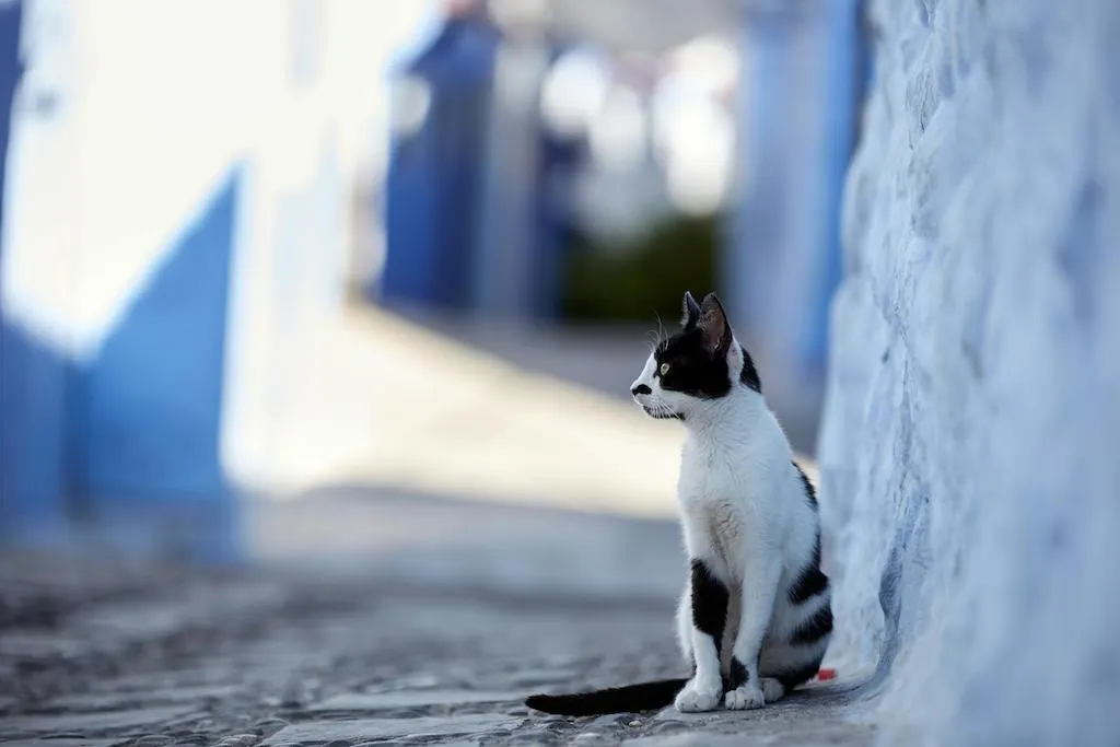 What to do if your pet goes missing in Spain