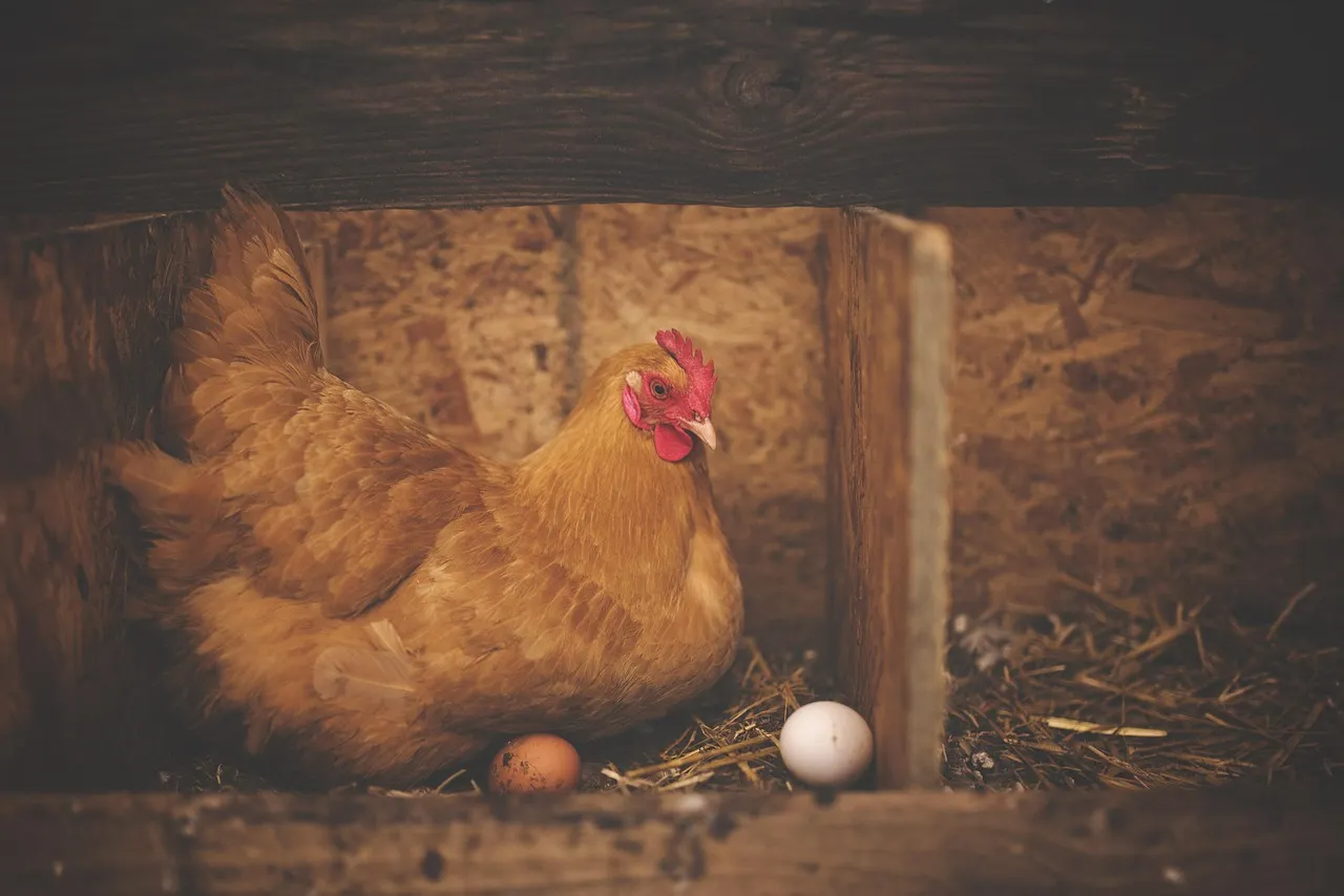 How Switzerland is trying to crack its egg shortage this spring    