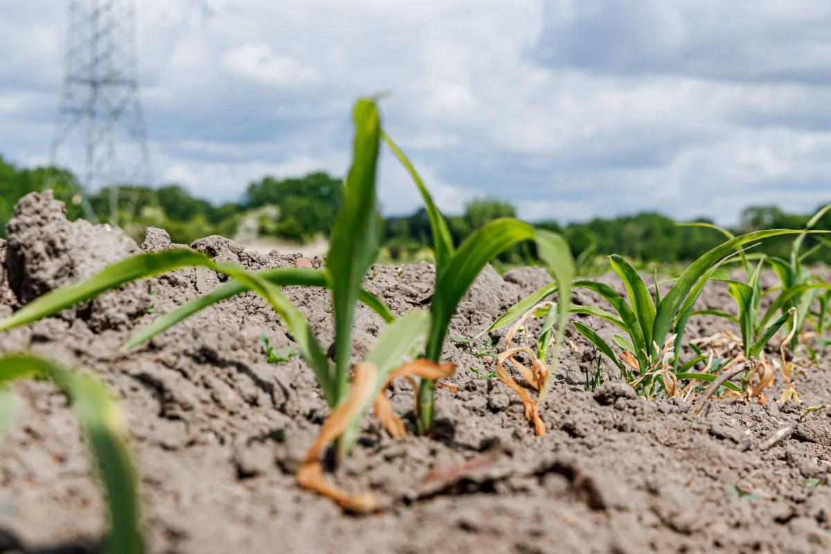 Do I need to prepare for water shortages in Germany this summer?