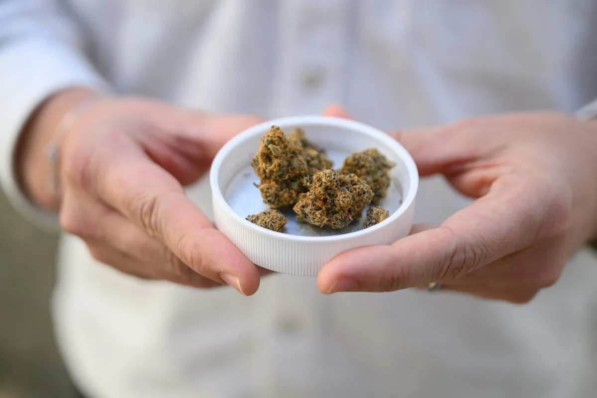 High times for German cannabis firm since legalisation