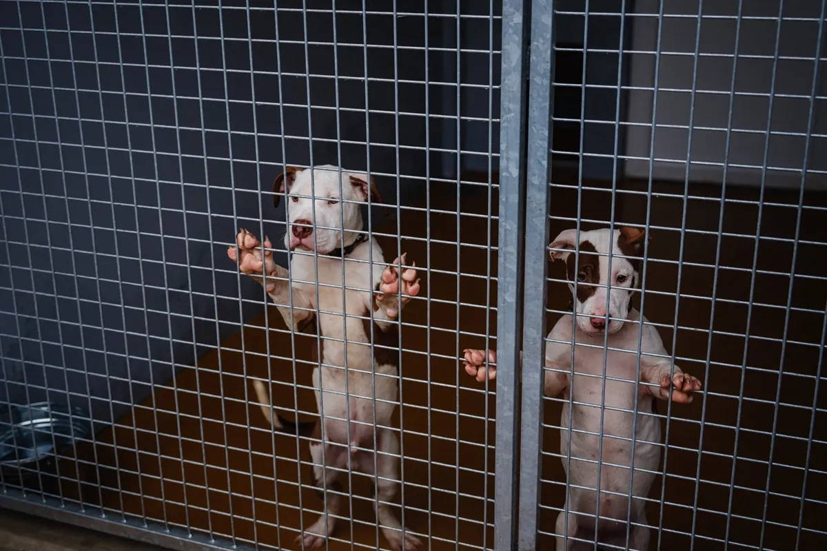 Mutilation ban and microchips: The new EU laws around cat and dog welfare