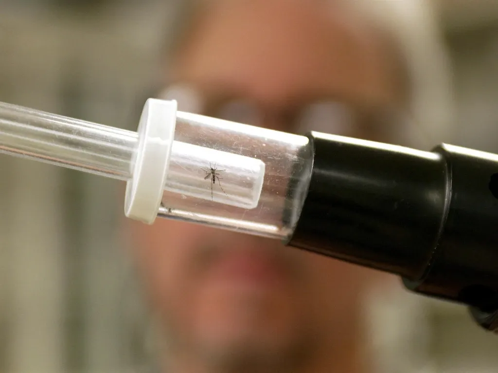 Q&A: What you need to know about Italy's West Nile virus outbreak