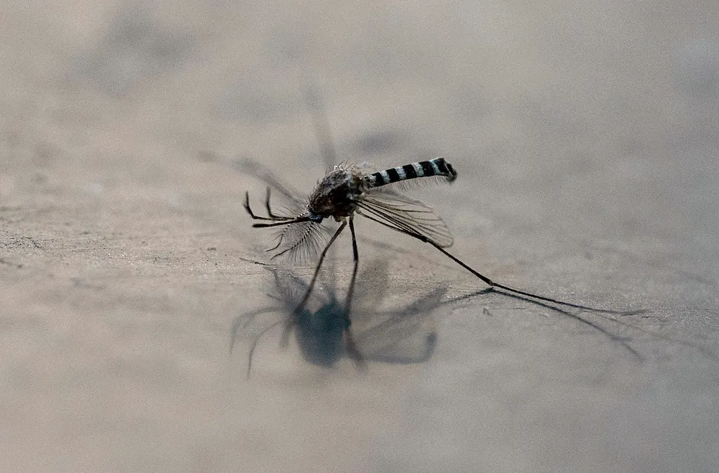 What to know about West Nile fever outbreak in Italy