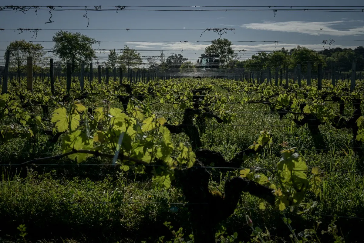 US tariff tussles stuff of nightmares for Bordeaux winemakers