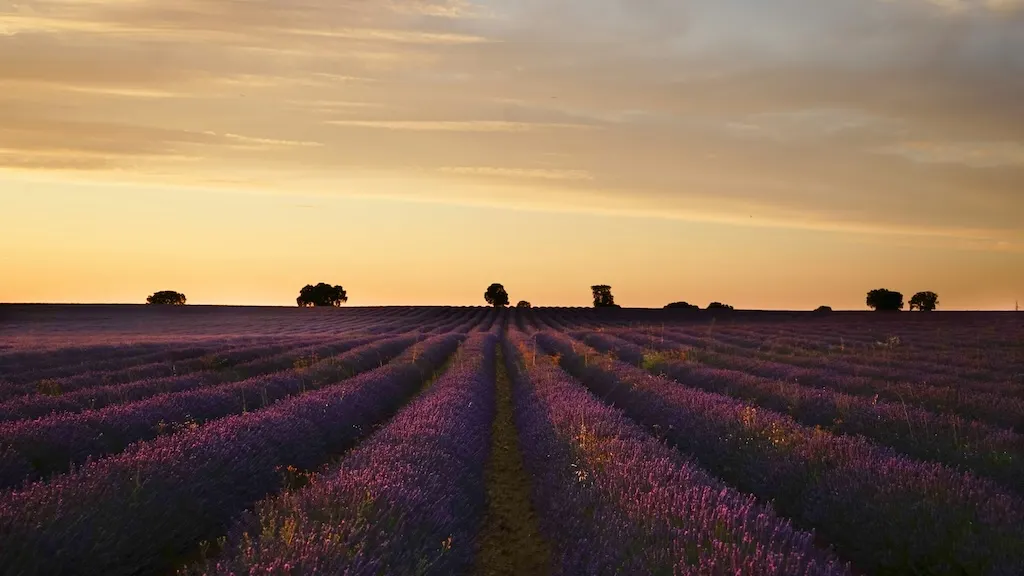 Where to see lavender fields in Spain