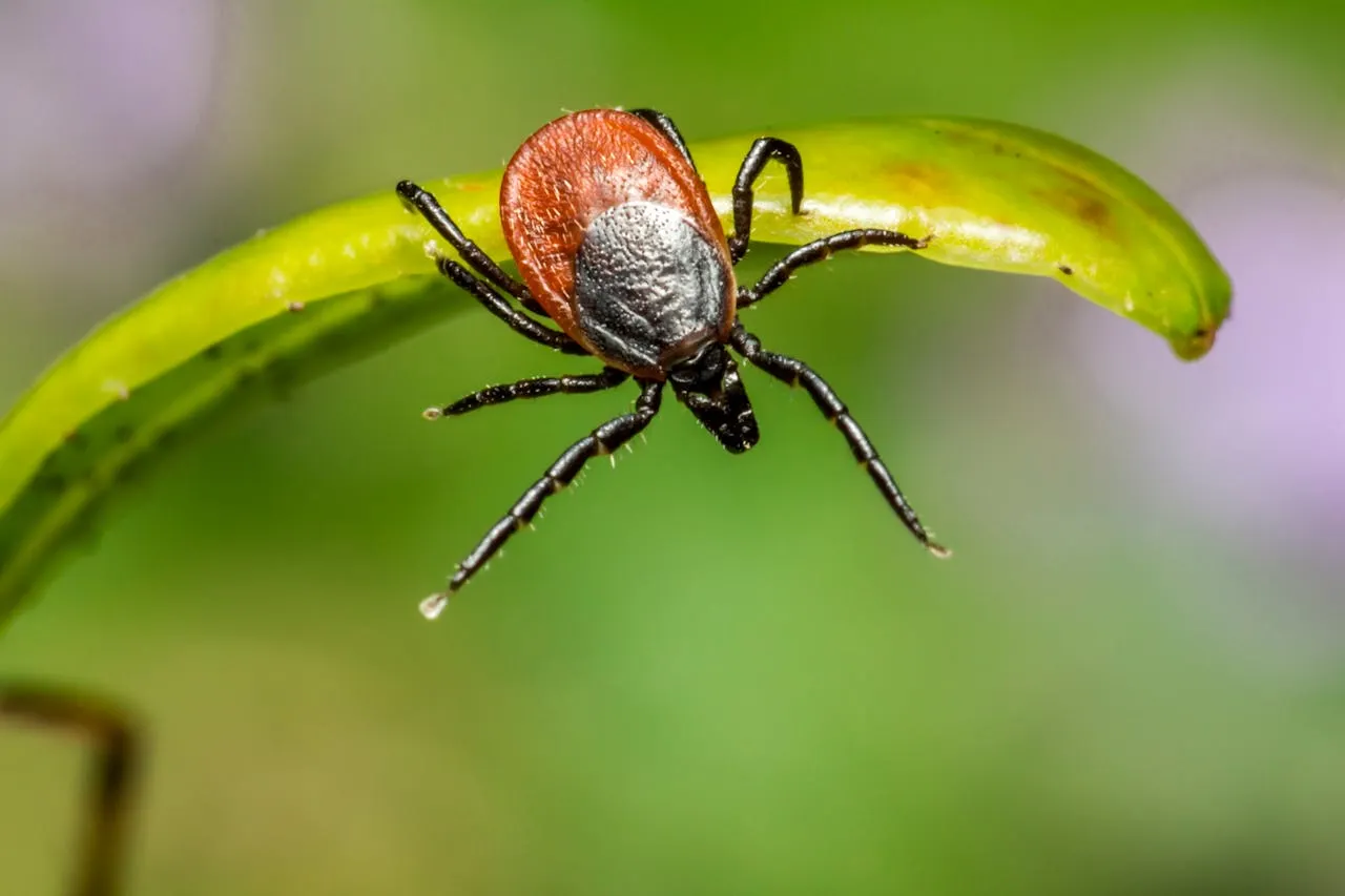 New tick species spreading in Switzerland – here's what you need to know