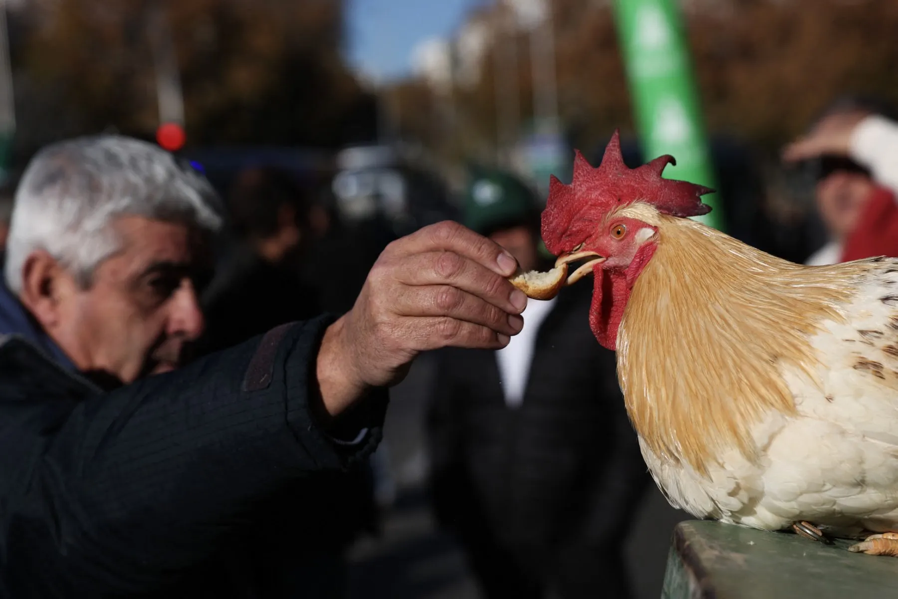 Why are hundreds of chickens roaming the streets of Spain's Torrevieja?