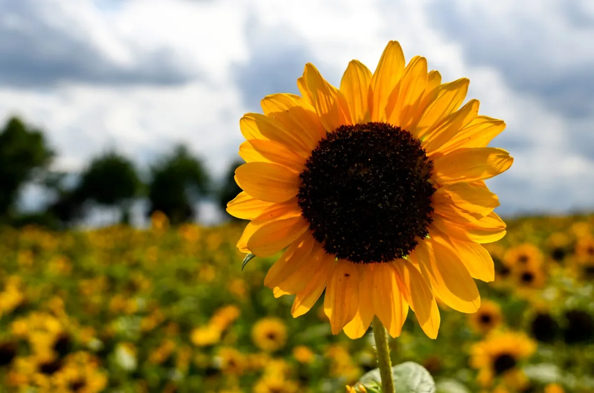 Inside Germany: A sunny forecast, travel tips and a dramatic change in foreign policy