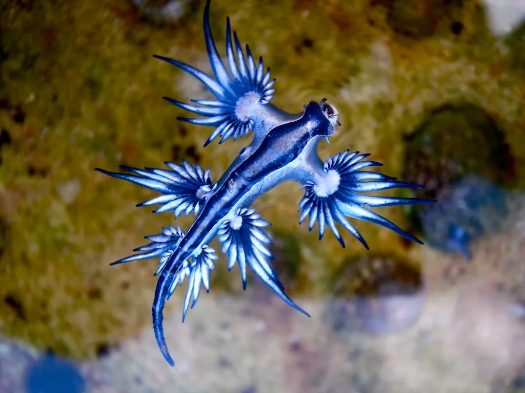 What to know about the presence of blue dragons at beaches in Spain