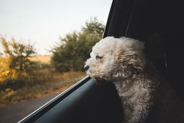 EXPLAINED: How to move to Germany with your pets