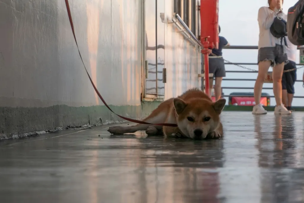 A guide to travelling by ferry with your pet to and from Spain