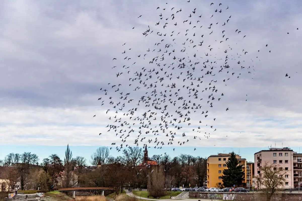 ‘Trial living’: How East Germany’s empty towns are trying to lure people