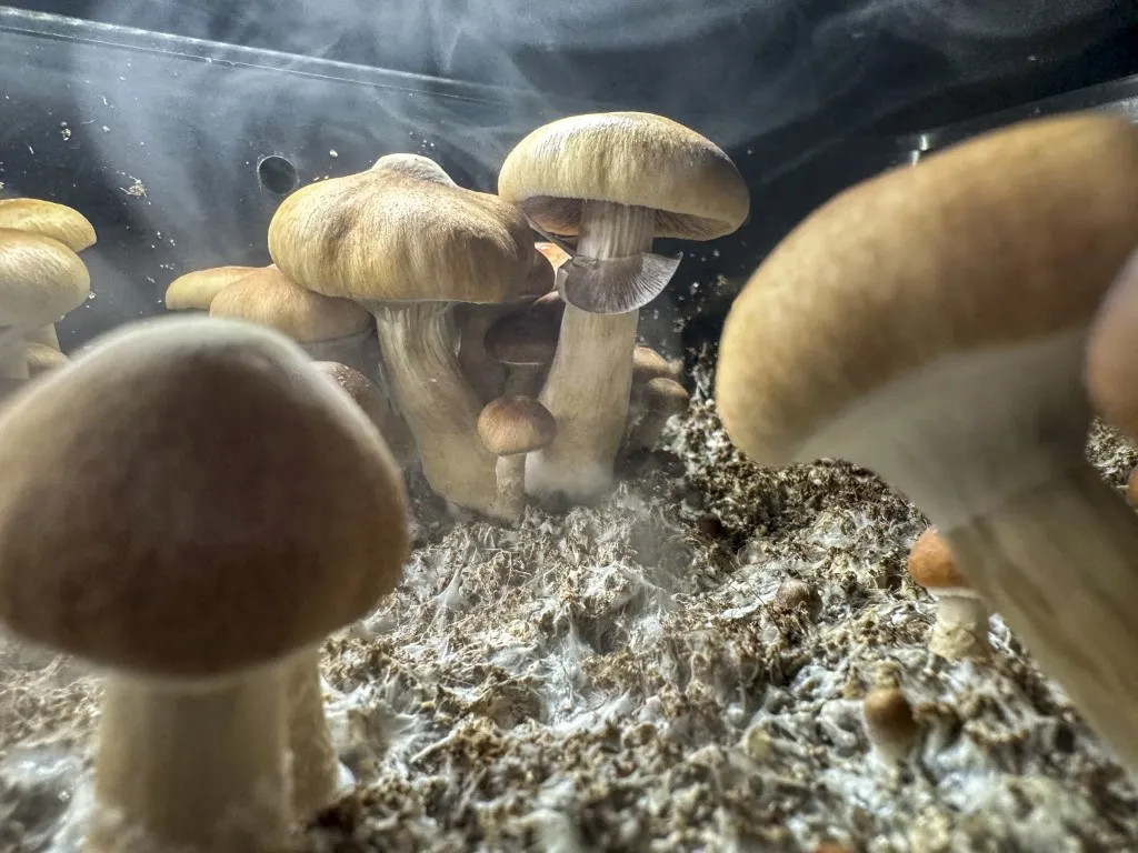 What’s the law on magic mushrooms in Germany?