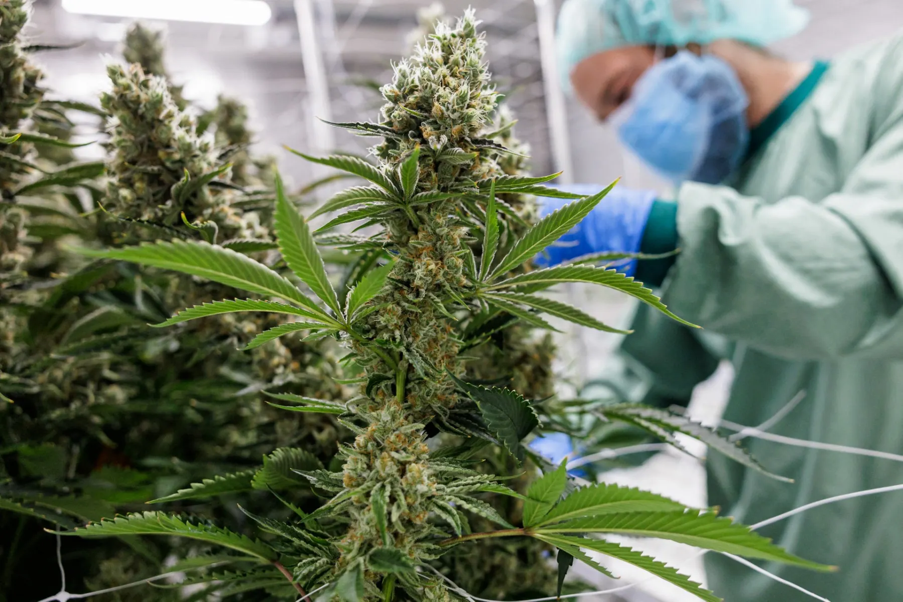 Spain green-lights use of medical cannabis