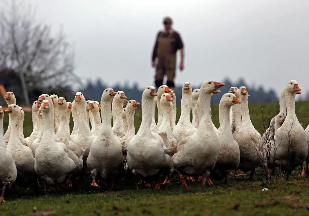 Gang deportations and goose blood: What changes in Sweden in November