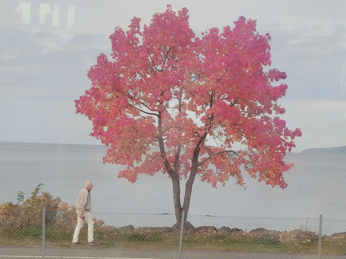 IN PICTURES: Readers capture Sweden’s autumn in all its glory