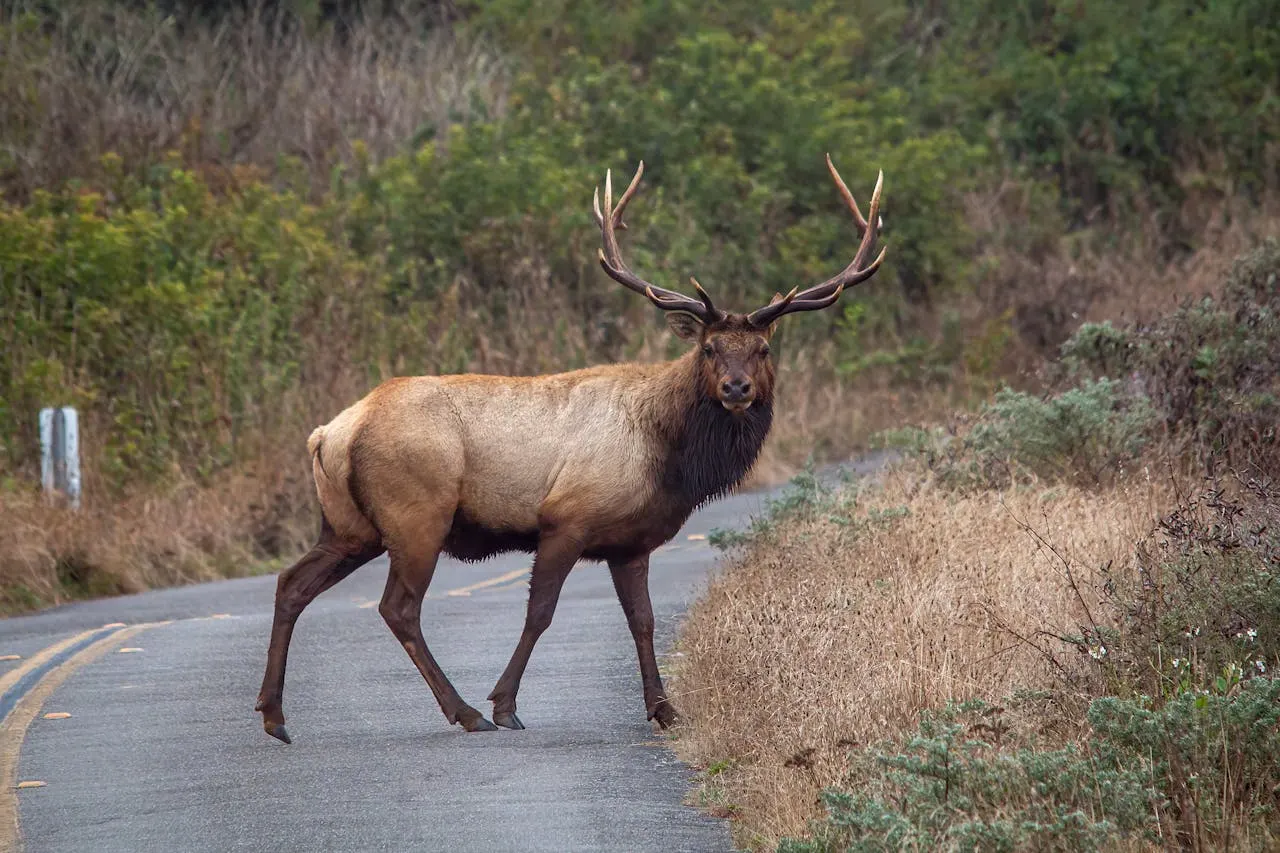 Essential tips to avoid hitting wild animals on Swiss roads this autumn