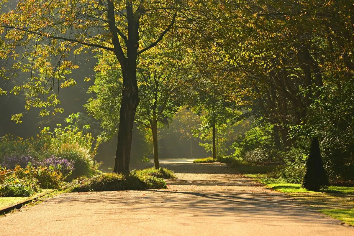Berlin's new law promises a million trees by 2040