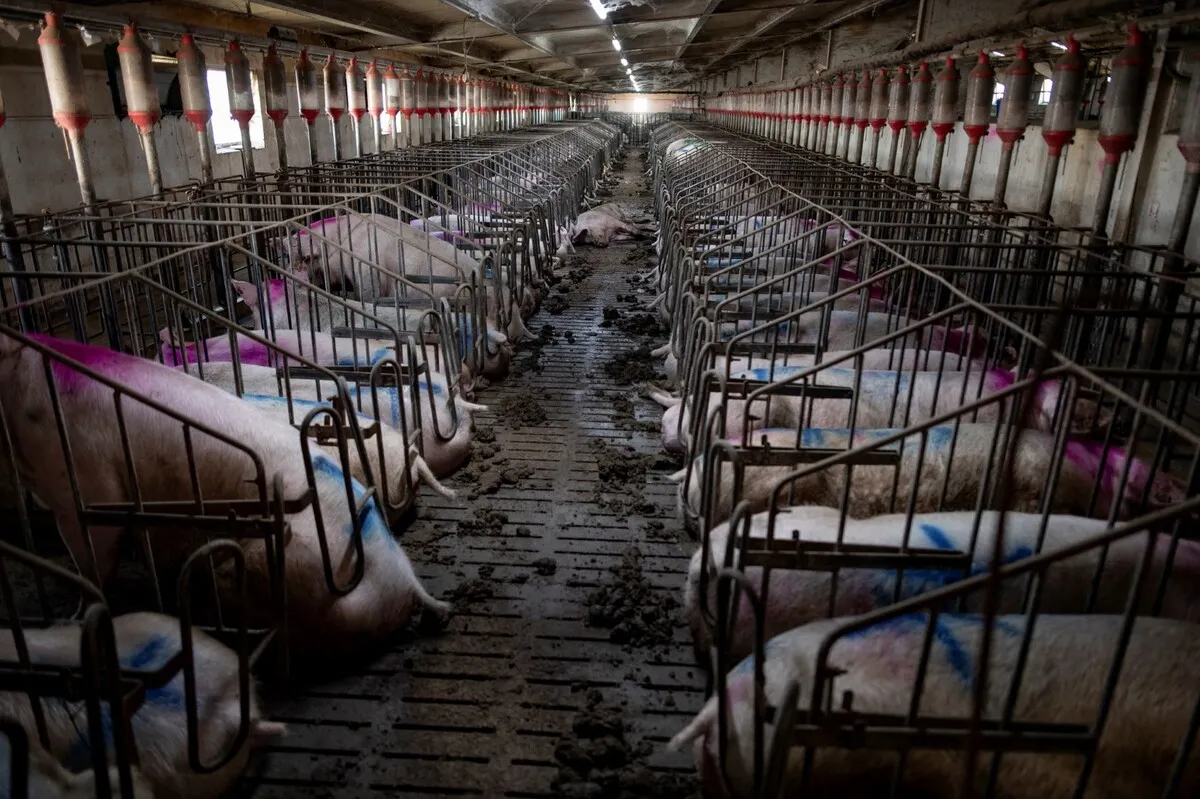 Spain scrambles to limit damage from African swine fever