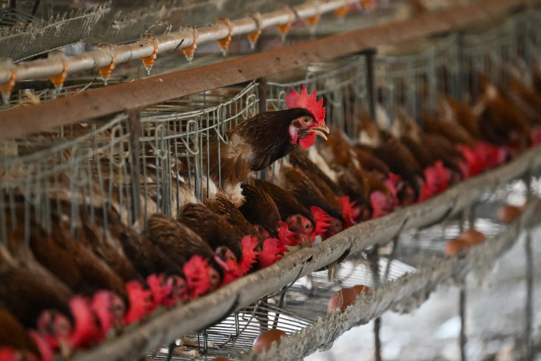Spain orders nationwide poultry confinement over bird flu