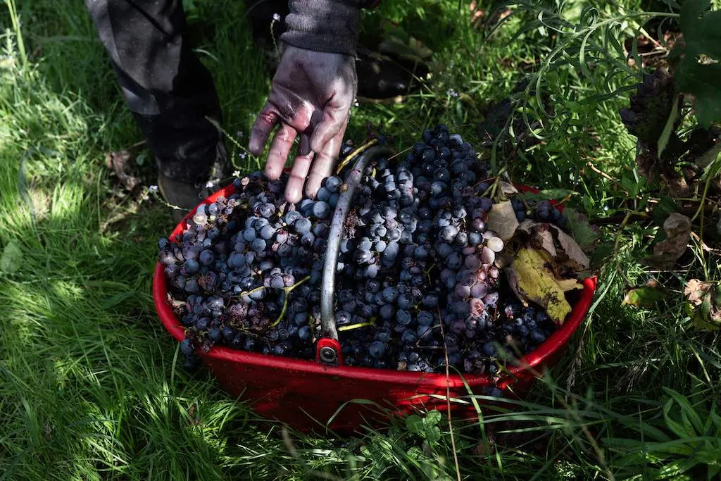 Italy's work permit system under fire over widespread fraud