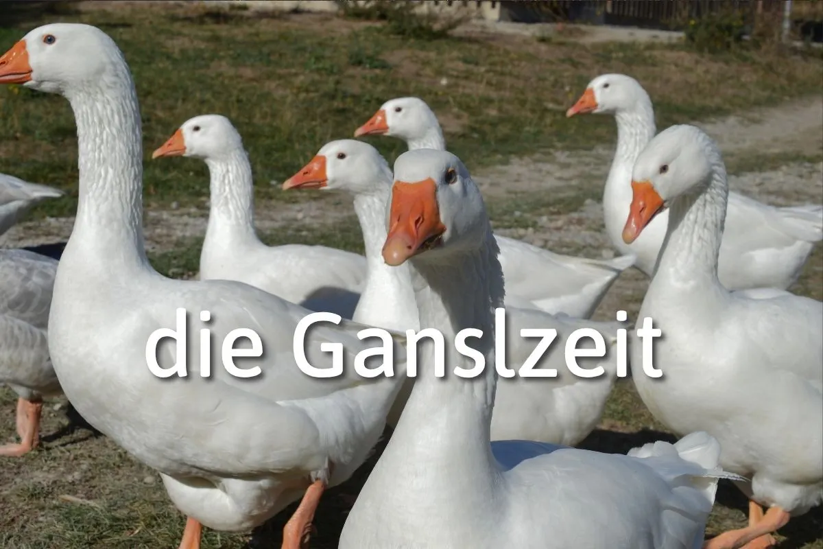 German Word of the Day: die Ganslzeit