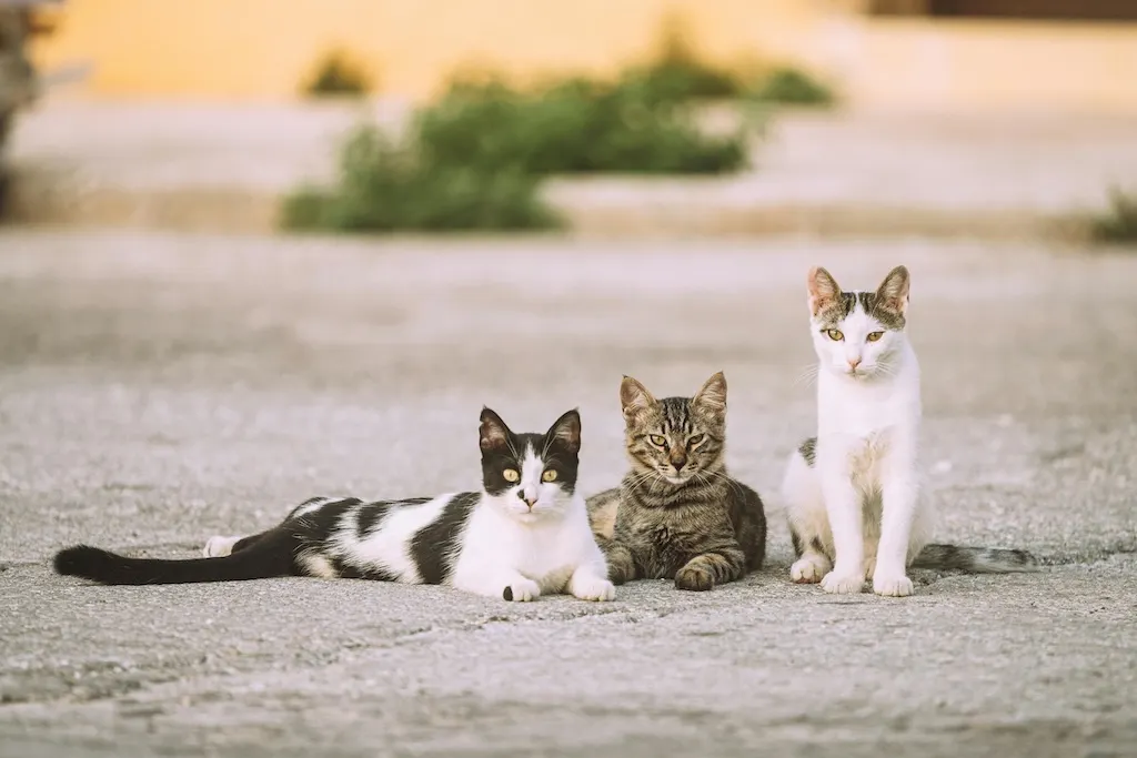 Can you feed stray cats in Spain?