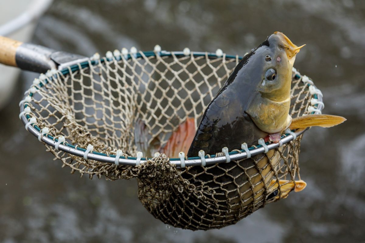 Why do Germans eat carp on Christmas Eve?
