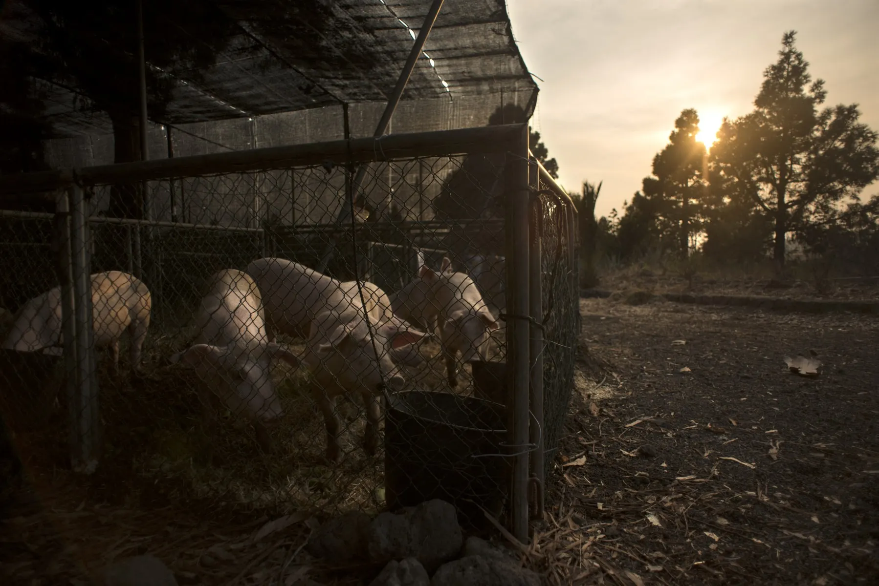 Spanish pork producers 'very concerned' by African swine fever