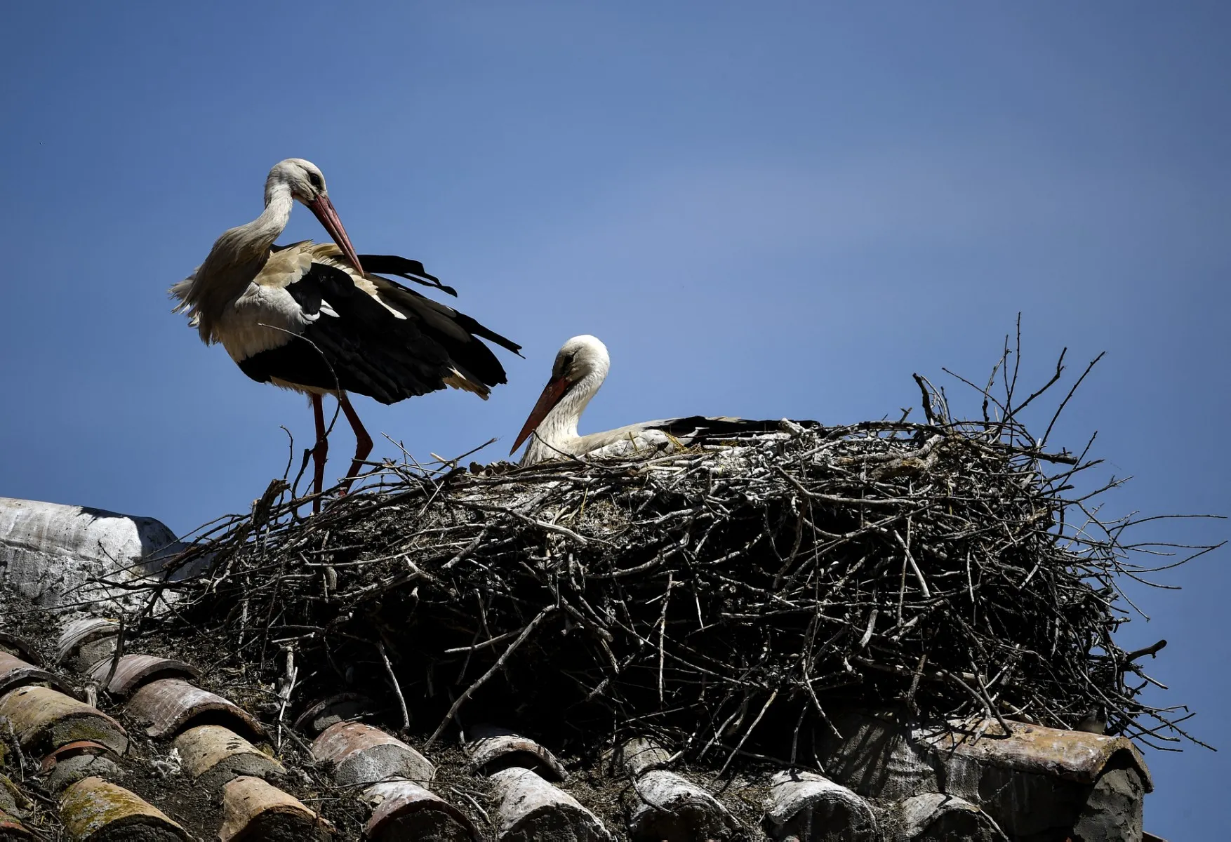 Spain fears bird flu outbreak after hundreds of storks die near Madrid