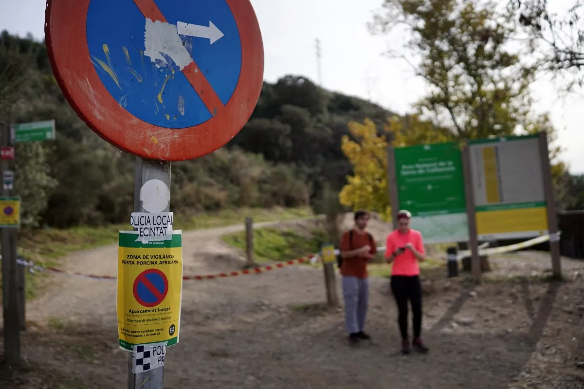 Spain detects seven new African swine fever cases