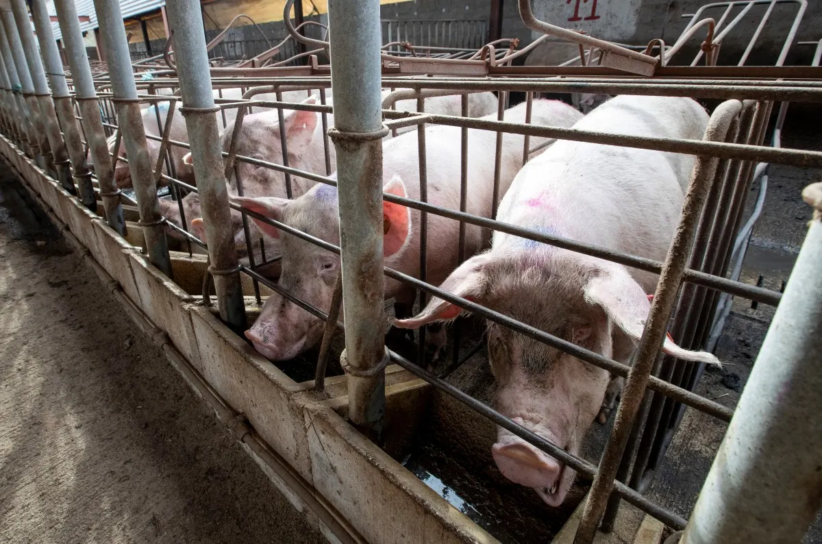 Spain not ruling out lab leak as cause of swine fever outbreak