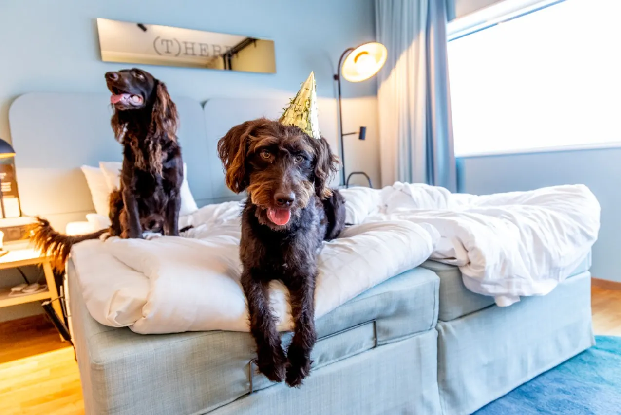 Why Swedish dog owners head to airport hotels for New Year's Eve