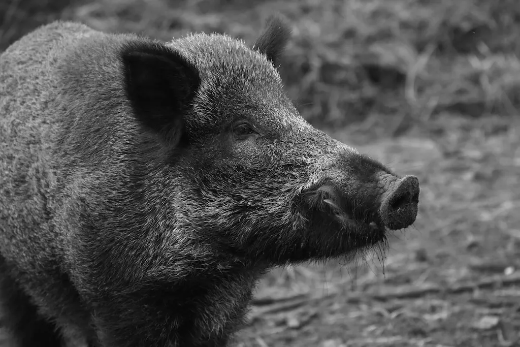 What you need to know about the African swine fever outbreak in Spain