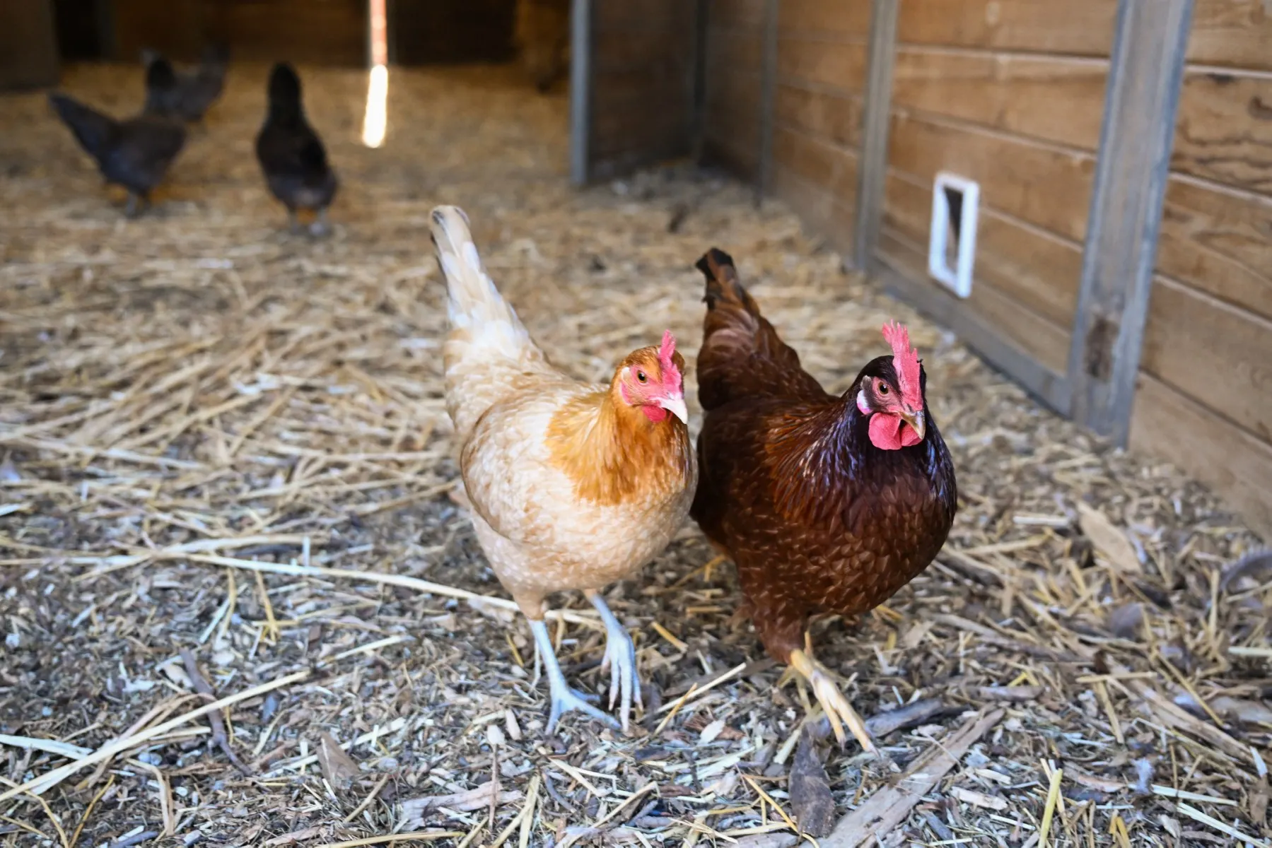 Egg shortages continue in France despite 'chicken boost' plan