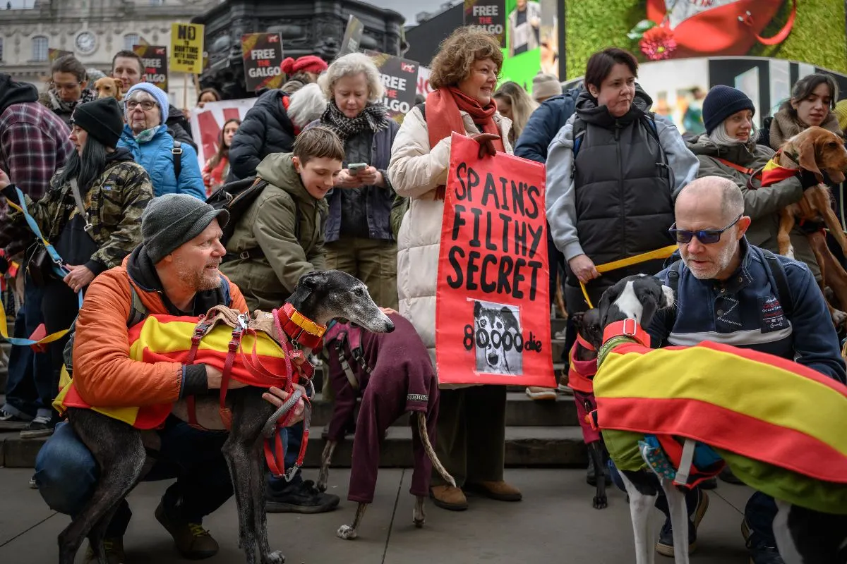 'Spain's filthy secret': UK protests demand end to Spanish hunting dog cruelty