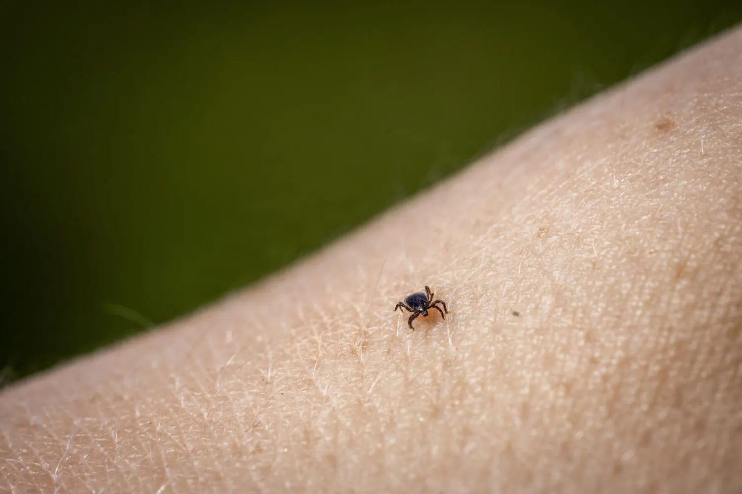 Tick season kicks off in Denmark as temperature starts to rise