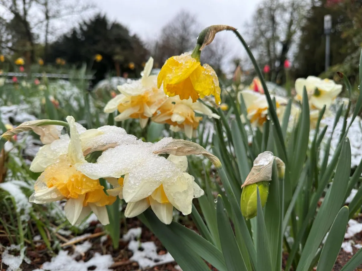 Inside Germany: Easter snowfall and protests against digital violence