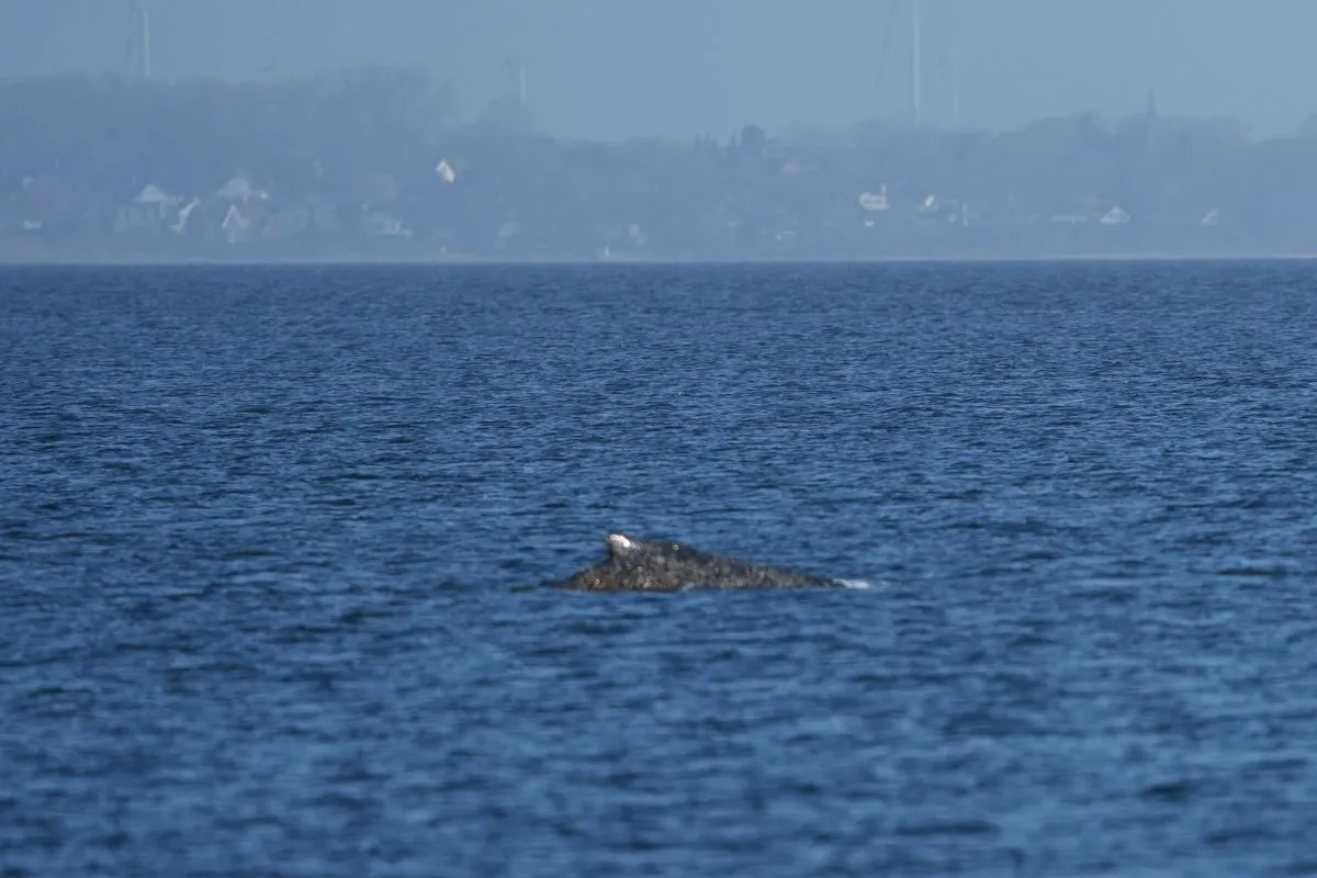 Beached whale frees itself from German coast