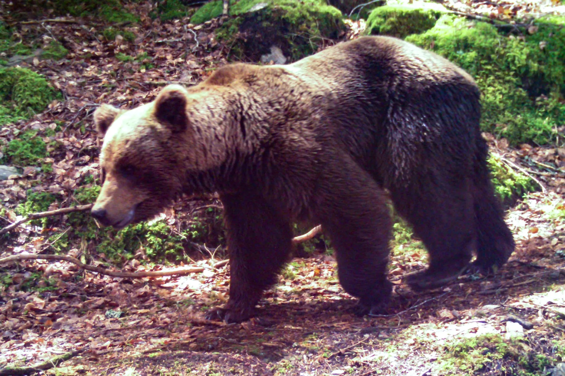 Spain's brown bear population grows above 400
