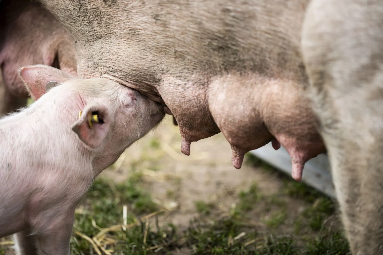 Pig milk and beer-flavoured condoms: Denmark's best April Fool jokes