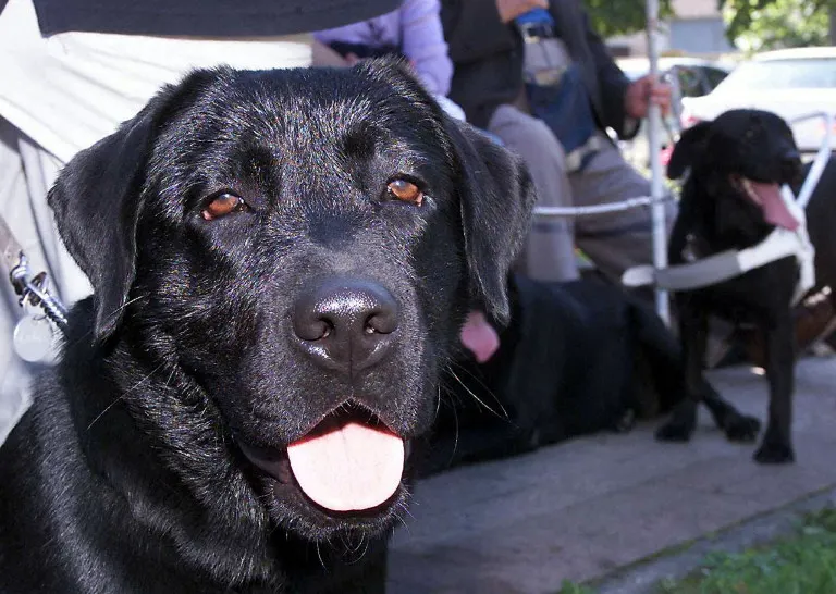 EU tightens rules for Brits travelling to Europe with pets