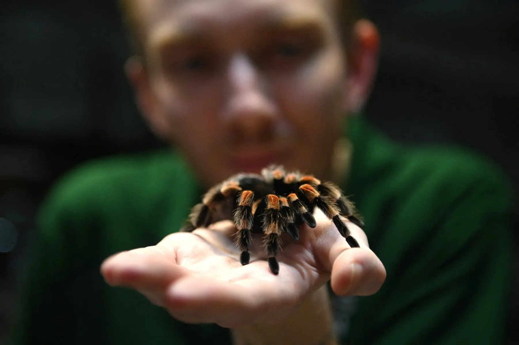German train driver finds 20 tarantulas left aboard